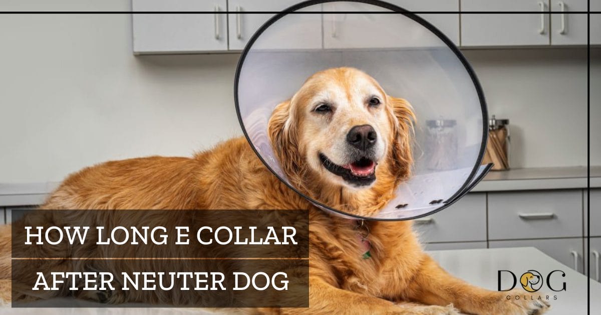 How Long E Collar After Neuter Dog Informative Guide Dog Collar Now