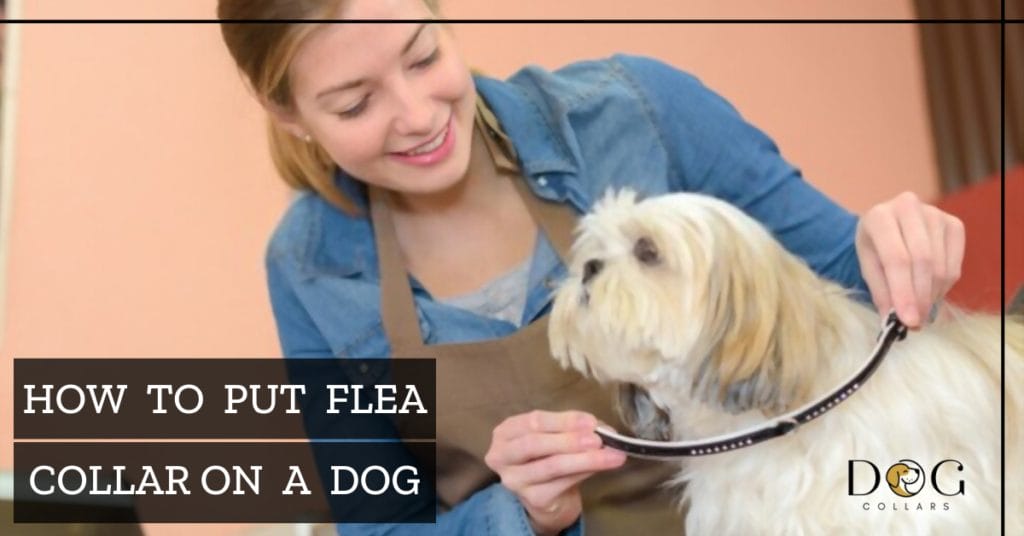 how-to-put-a-flea-collar-on-a-dog-complete-guide-dog-collar-now