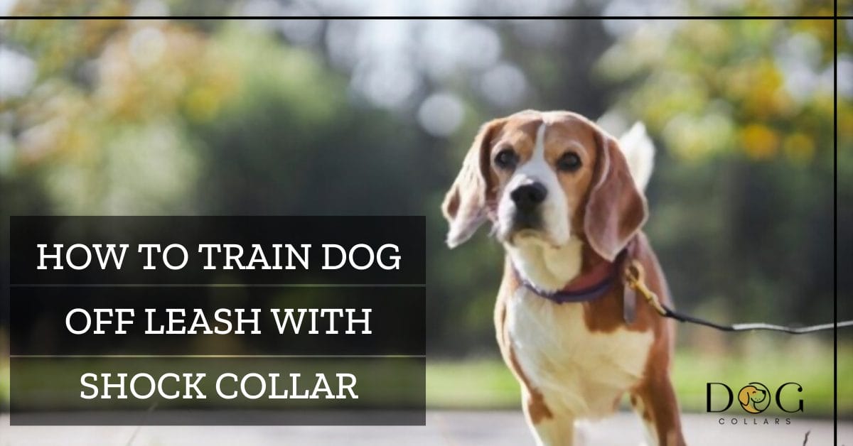 Train dog 2025 off leash