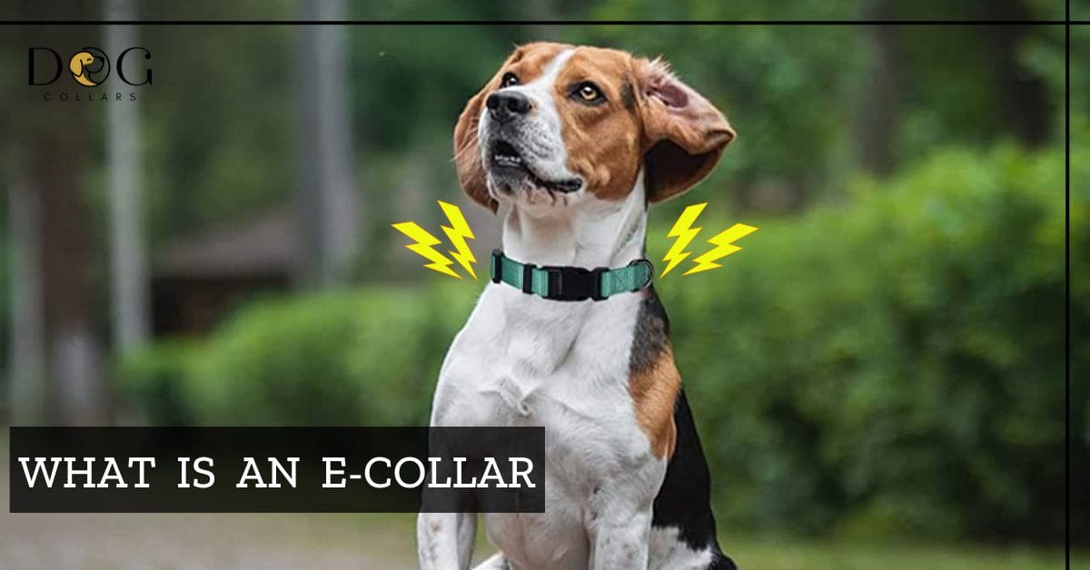 What Is An ECollar? The Ultimate Guide of ECollars For Dog Training