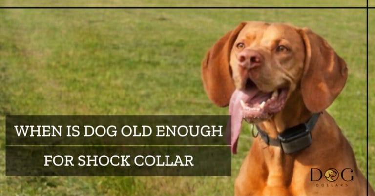 How To Get Rid Of Collar Mark On Dog - Tips and Tricks