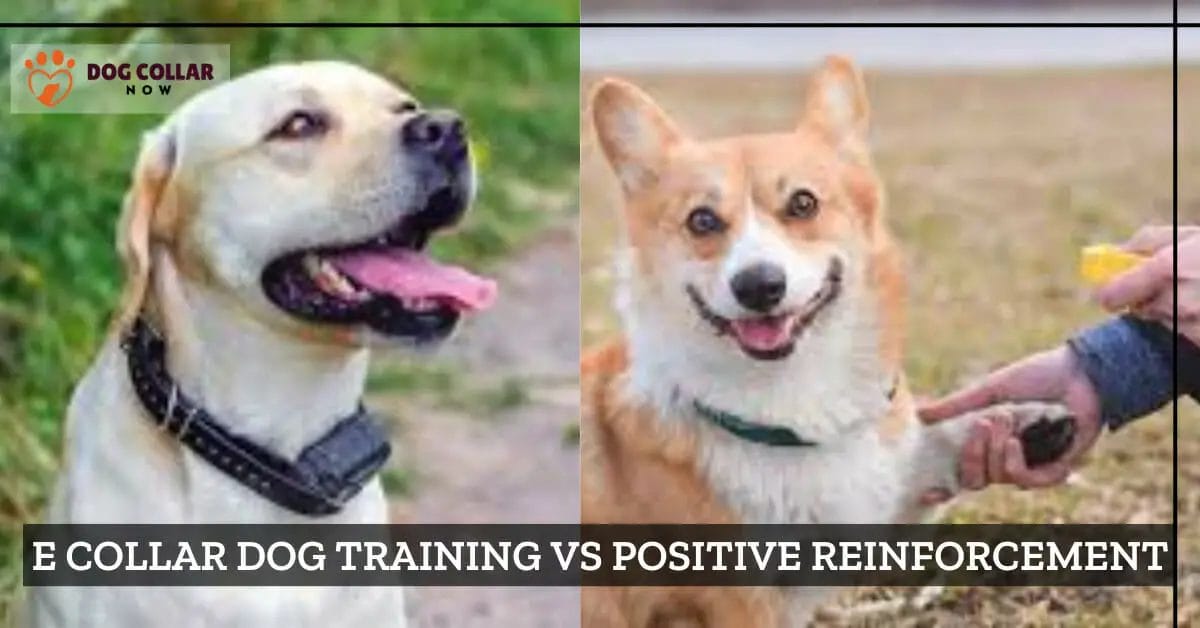 E Collar Dog Training vs Positive Reinforcement What's Better Option