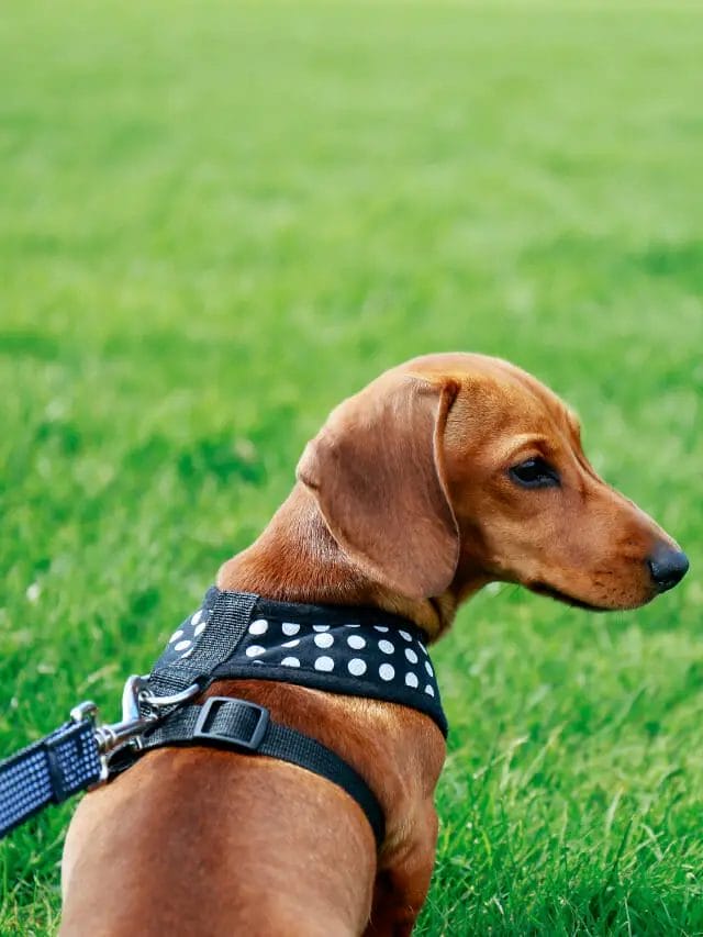 Dachshund Harness & Collars