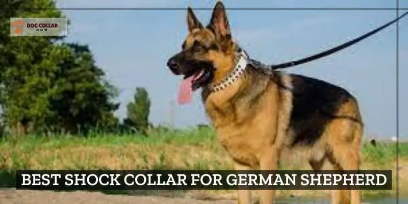 what age can you start using a shock collar on a puppy