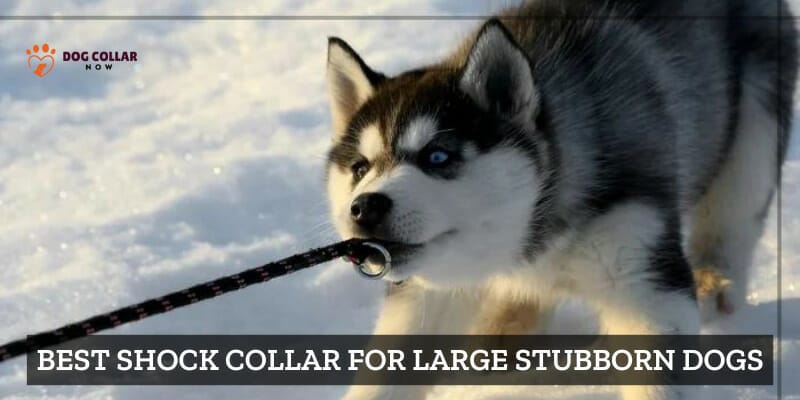 How To Make Reflective Dog Collars - Comprehensive Guide