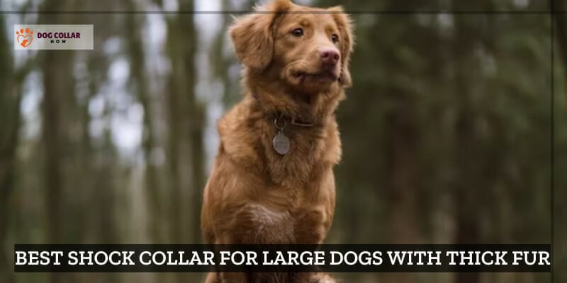 7 Best Shock Collar For Large Dogs With Thick Fur - (July 2023)