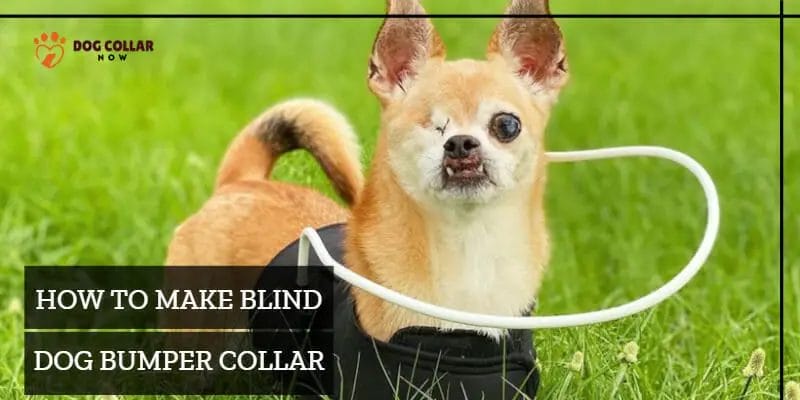 How To Make A Blind Dog Bumper Collar - Everything You Need to Know ...