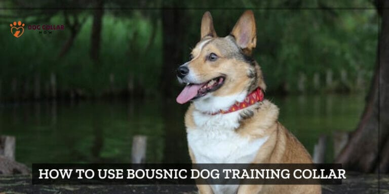 How To Use Bousnic Dog Training Collar - Complete Guide